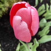 Pinkish tulip