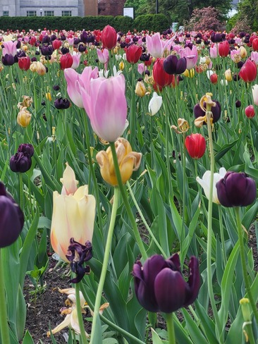 Tulipes au Jardin Botanique Montréal, QC