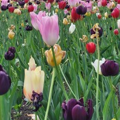 Tulipes au Jardin Botanique