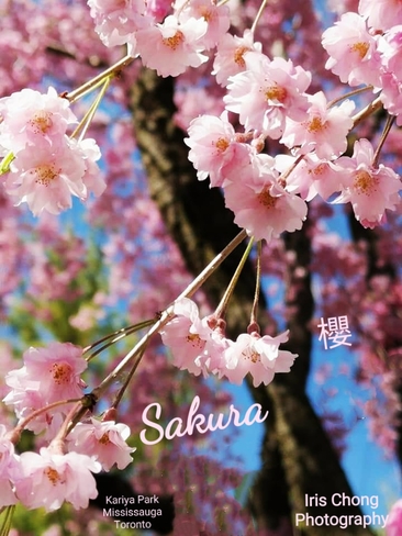 May 25 2022 Memories - Sakura May 2022 Kariya Park Mississauga Kariya Park, ON