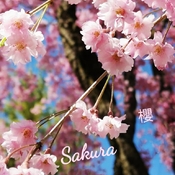 May 25 2022 Memories - Sakura May 2022 Kariya Park Mississauga