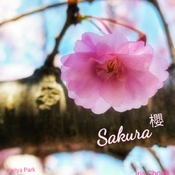May 25 2022 Memories - Sakura May 2022 Kariya Park Mississauga