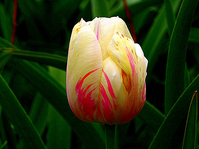 PARROT TULIP Edwards Gardens, Lawrence Avenue East, North York, ON