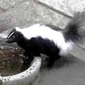 Close Encounter with Beautiful Skunk