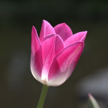 Le temps des Tulipes