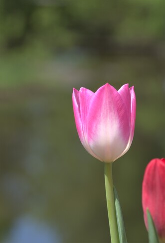 Le temps des Tulipes Québec, QC