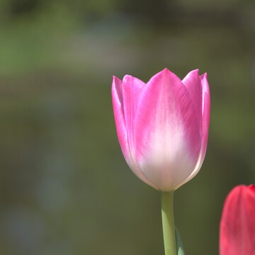 Le temps des Tulipes