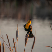 Yellow Headed Black Bird