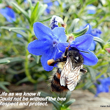 To Bee or Not to Bee?