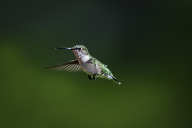 Hummingbird Oromocto, New Brunswick, CA