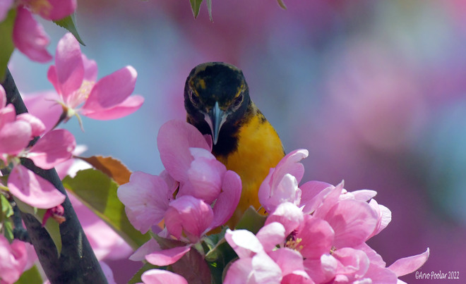Baltimore Oriole in the Crab apple blossoms Rock Fountain, 5 Glen Everest Rd, Scarborough, ON M1N 1J2, Canada