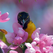 Baltimore Oriole in the Crab apple blossoms