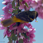 Baltimore Oriole in the Crab apple blossoms