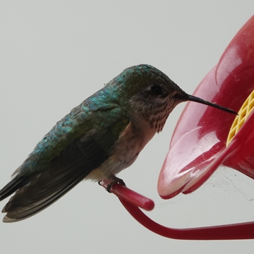 Rufus Hummingbird at feeder