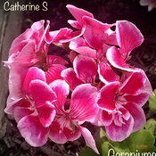 Geraniums - beautiful in pink & white:)