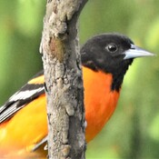 oriole and great crested flycatcher
