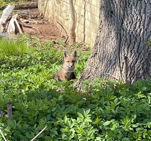 Baby Fox Souris, Prince Edward Island, CA