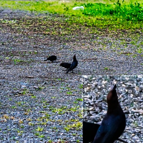 Little, mighty Grackle asserting dominance Chilliwack, BC