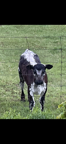 Cute calf Magnetawan, Ontario, CA