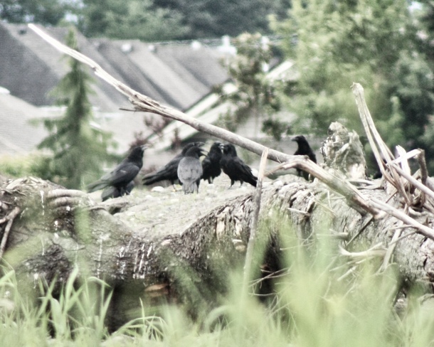 The Crow Commune Chilliwack, BC
