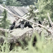 The Crow Commune