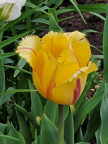 Feathered tulip Kingston, ON