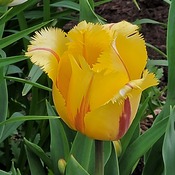 Feathered tulip
