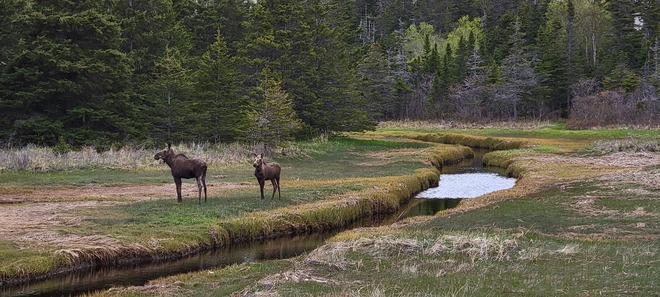 moose Stephenville Crossing, NL