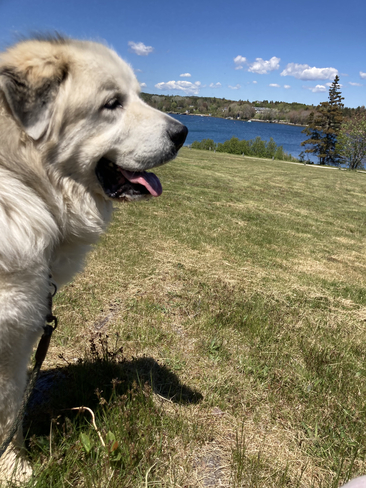 My dog Hubbards, Nova Scotia, CA