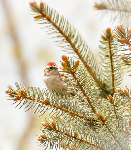 Chipping Sparrow Creemore, Ontario, CA