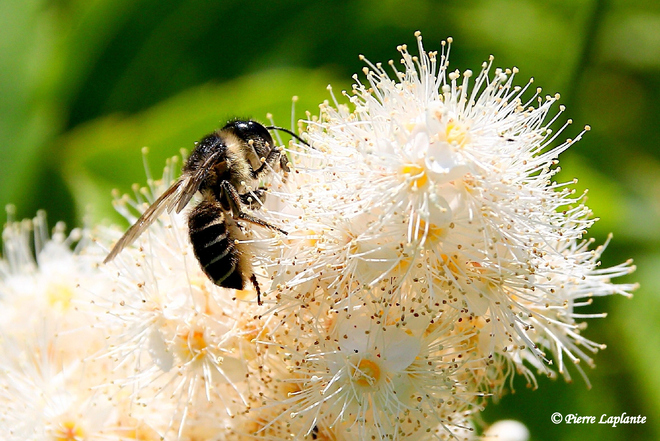 Protégeons nos abeilles Terrebonne, QC