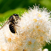 Protégeons nos abeilles