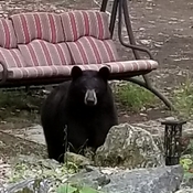 Make yourself at home, Mr. Bear