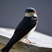 Tree Swallows Neer Cochrane Lake