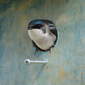 Tree Swallow in Bird House