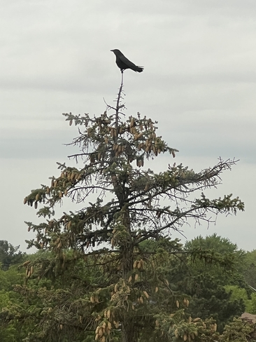 Raven Mississauga, Ontario, CA