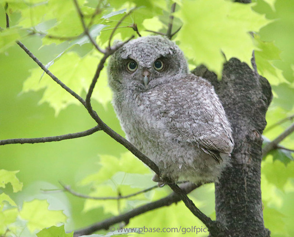 Baby screech owlet in Ottawa Ottawa, ON