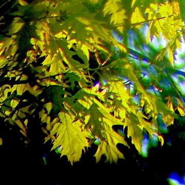 Brighten leaves