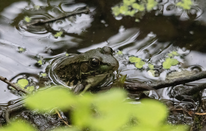 Bull Frog Grenadier Pond, Toronto, ON
