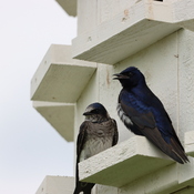 Purple Martin singing a love song.