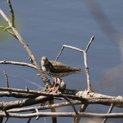 Birds of Saskatchewan