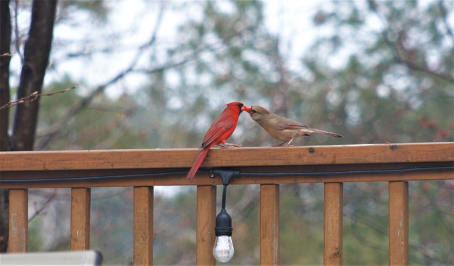 Cardinal’s feeding each other Halifax, Nova Scotia, CA