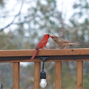 Cardinal’s feeding each other