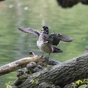 Wood Duck airs its wings.