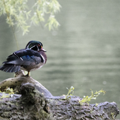 Wood Duck airs its wings.