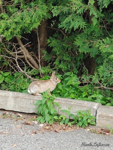 rabbit Ottawa, ON