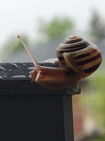 snail Scarborough, ON