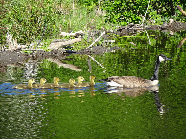 Geese & Goslngs Sudbury, ON