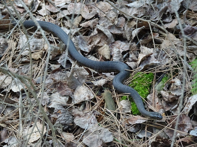 Black Snake Sudbury, ON