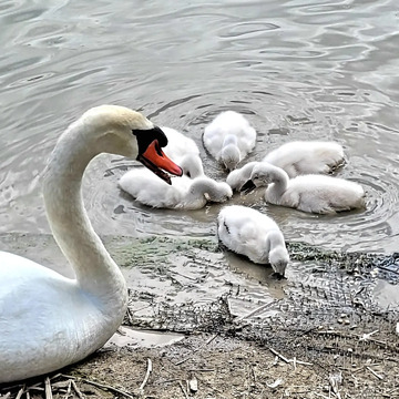 Swan Family at breakfast